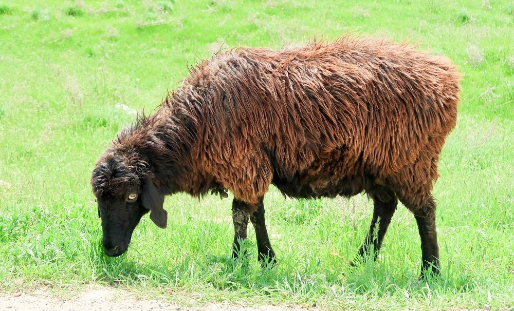 The appearance of the Edilbaevskaya sheep breed