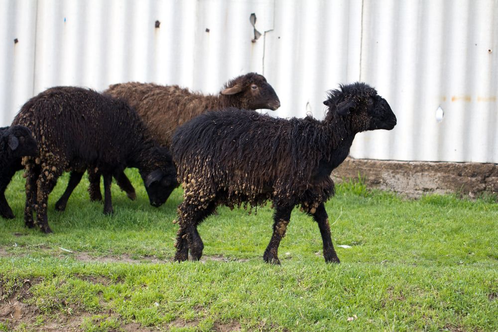 Lambs of Edilbaevskaya breed