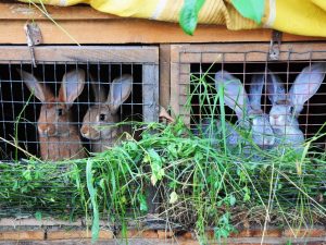 بناء مزرعة أرانب