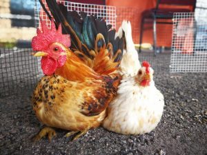 Použití furazolidonu pro kuřata