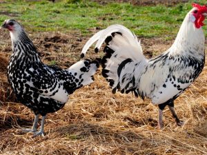 Popis plemene hamburských kuřat