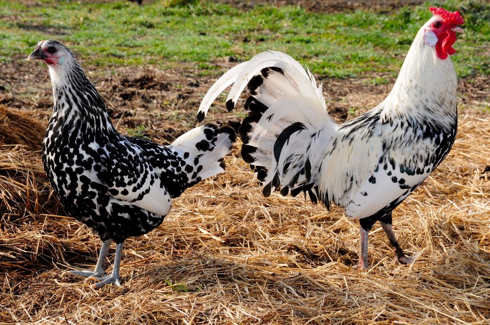 Descripción de la raza pollos de Hamburgo.