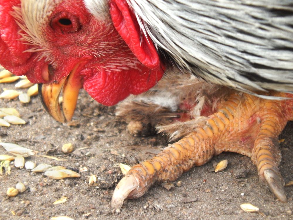 السمات الغذائية لدجاج هامبورغ