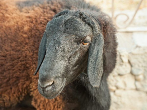 Characteristics of sheep and rams of the Hissar breed
