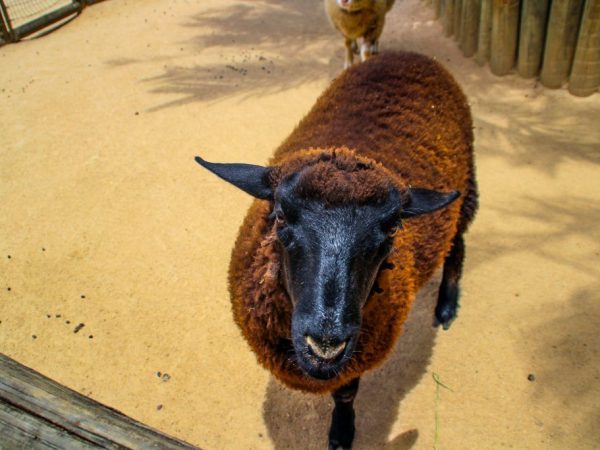 The appearance of sheep and rams of the Hissar breed