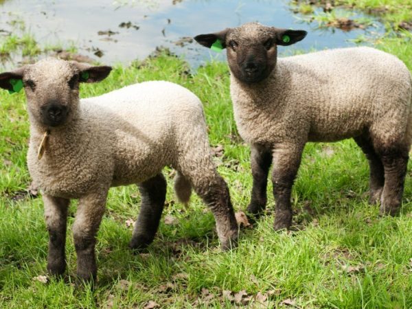 Gorky breed of sheep