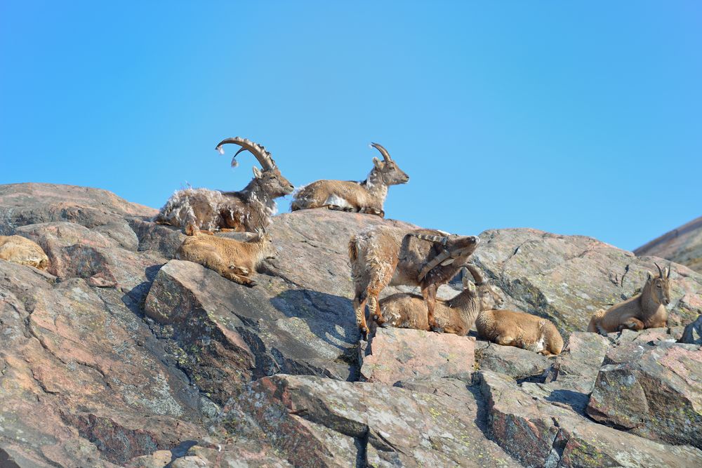 Stanište planinskih ovaca