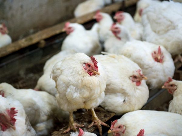 التهاب الشعب الهوائية المعدي في الدجاج