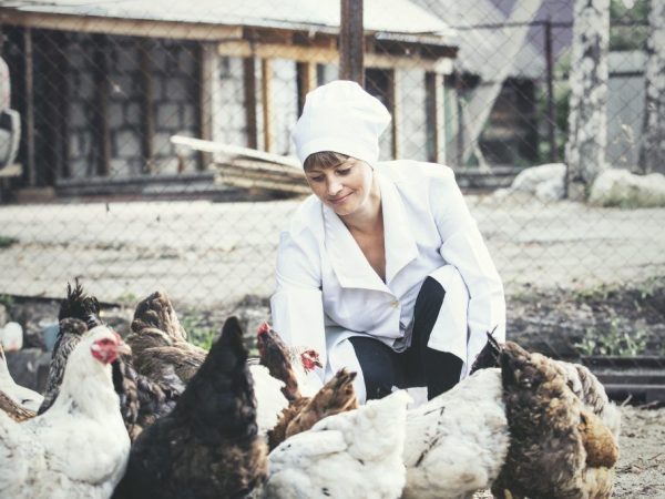 تشخيص وعلاج التهاب الشعب الهوائية المعدي في الدجاج