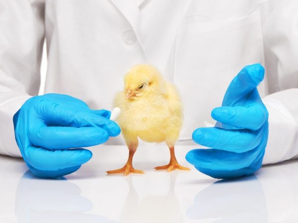 Infektiös bronkit kan leda till minskad äggproduktion