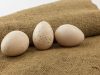 Χαρακτηριστικά επώασης αυγών γαλοπούλας