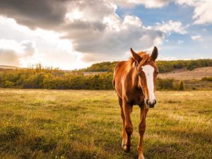 Interessante Fakten über Pferde