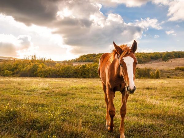 Intressanta fakta om hästar