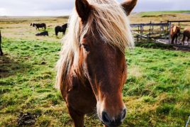 Charakteristika islandského koně