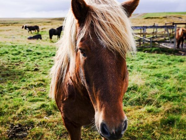 Characteristics of the Icelandic horse