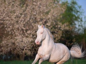 Caracteristicile rasei calului Isabella