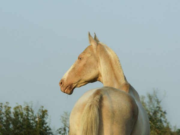 Isabella häst