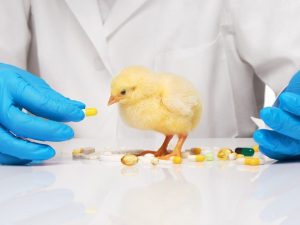 Použití jodinolu k léčbě kuřat