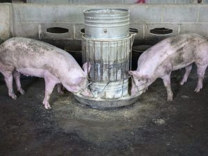 Wie und was man ein Schwein für Schmalz füttert