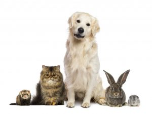 Cum se înțeleg dihorii cu pisicile și câinii