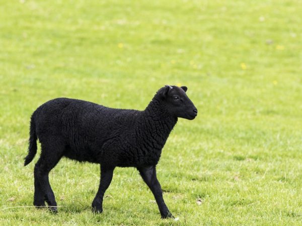 Karačajevskaja plemeno ovcí