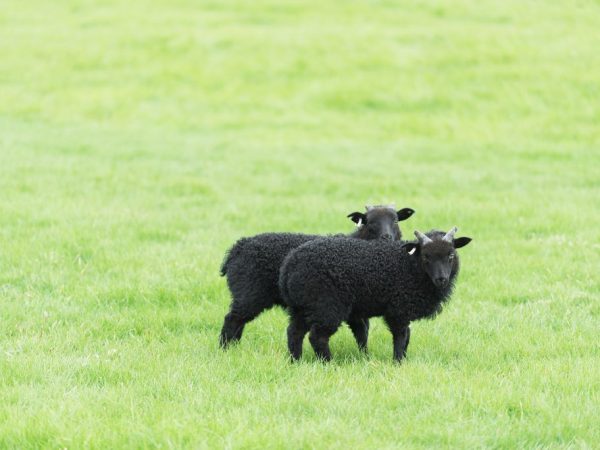 Ovce pasmine Karachai