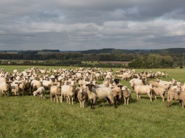 Caractéristiques des moutons de la race Katum