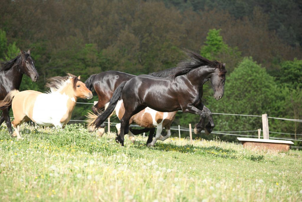 La couleur des chevaux de Kladrubsk