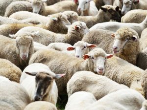 Wie man Namen für Schafe und Widder wählt