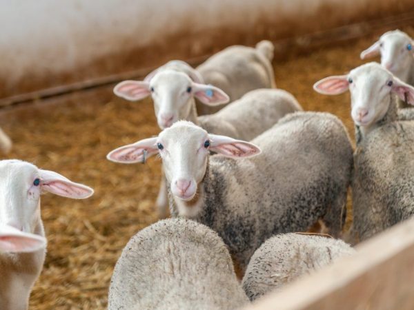 Regels voor het voeren van schapen