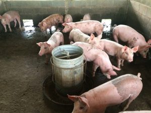 Gist voor varkensvoer