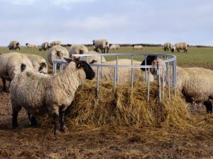 DIY podavač ovcí
