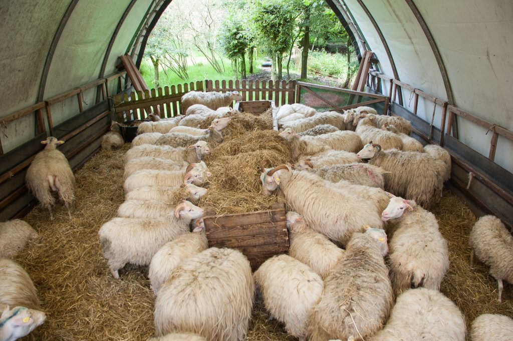 Ovce základy
