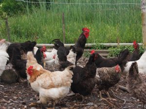 Beender- en vleesbeendermeel voor kippen