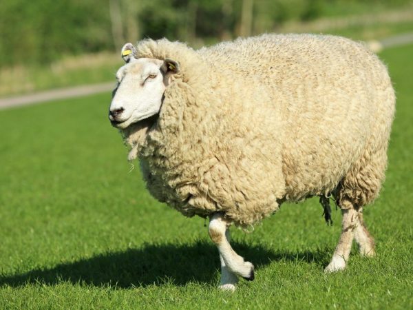 Kuibyshev breed of sheep