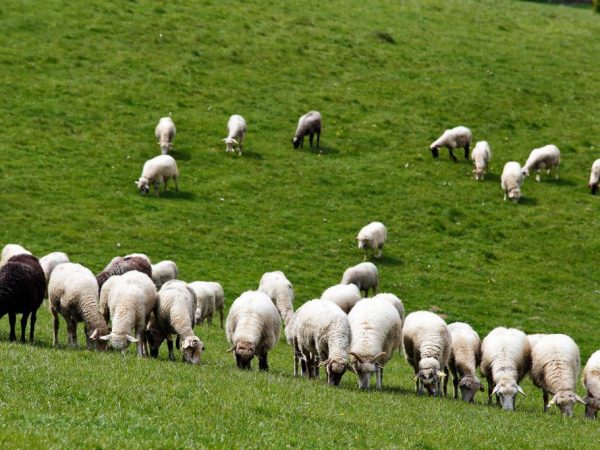 Kenmerken van schapen van het vetstaartras