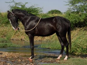 Marwar Pferd