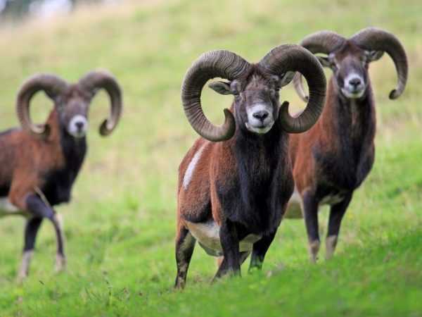 Charakteristika muflonů horských ovcí