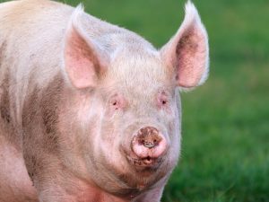 Vleesrassen van varkens