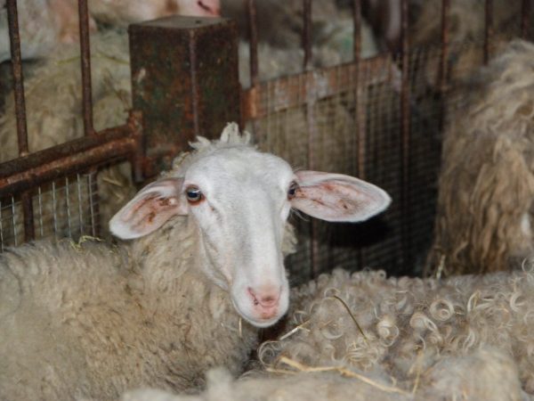 Jaydar sheep breed