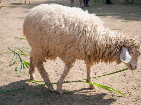Tadzjieks schapenras