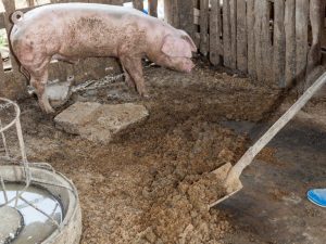 Schweinegülle als Dünger