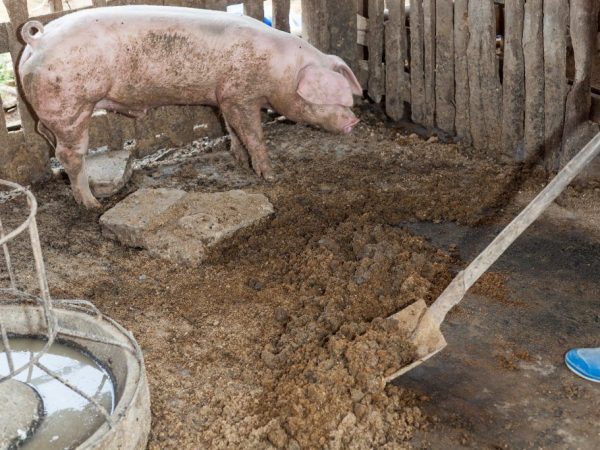 Pig manure as fertilizer