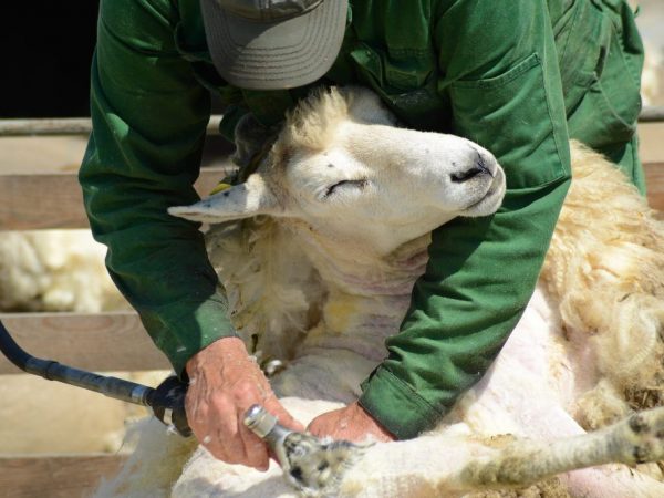 The sheep shearing process must be done carefully.