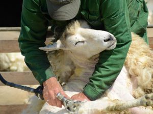 Proces stříhání ovcí