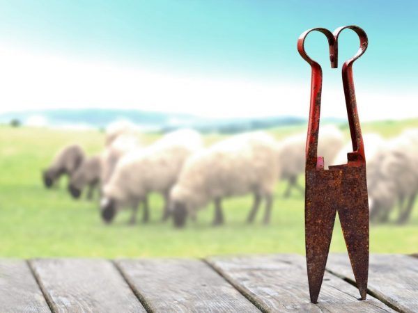 Nůžky na stříhání dvou ovcí