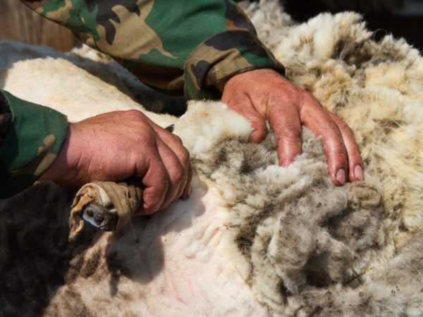 The process of shearing fine wool breeds
