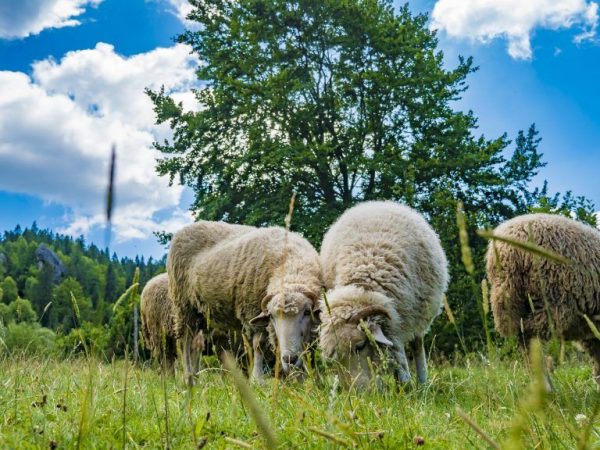 Les moutons vivent en groupe et se nourrissent d'herbes