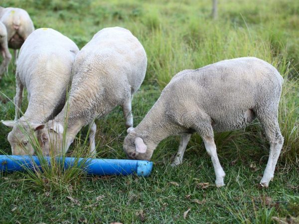 Las ovejas y los carneros necesitan un cuidado adecuado