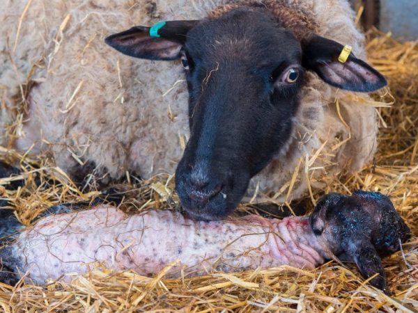 Sheep birth